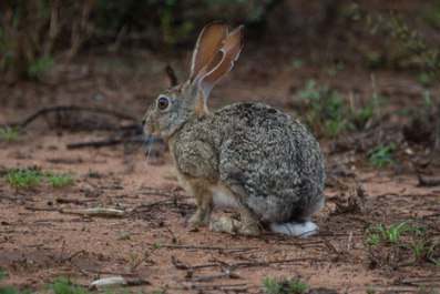 african-savanna-hare-lièvre-à-oreilles-de-lapin-liebre-de-sabana-africana