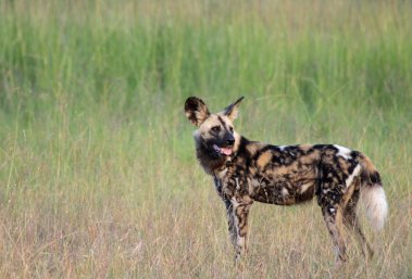 african_wild_dog_by_simiangrunt-d61454q